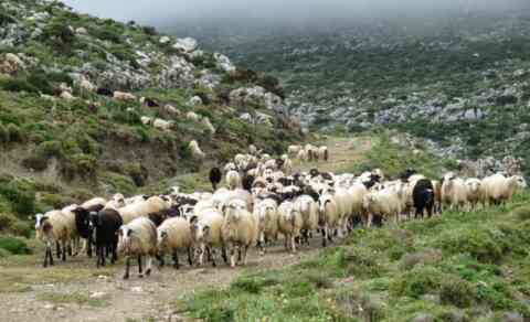 Αύξηση κατά 16 εκ. ευρώ για την Κρήτη στην Βιολογική κτηνοτροφία