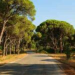 Τη δημιουργία Συμβουλίου Ιδιοκτησίας Δασών Κρήτης ζητούν επτά βουλευτές του ΣΥΡΙΖΑ