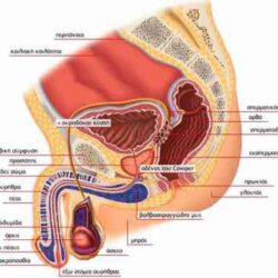 Οι τέσσερις πιο συχνές παθήσεις των ανδρικών γεννητικών οργάνων